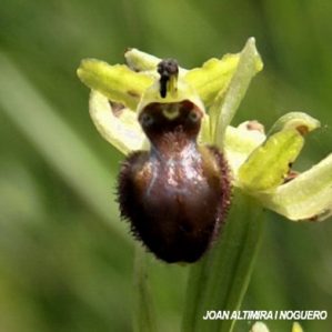 Ophrys incubacea