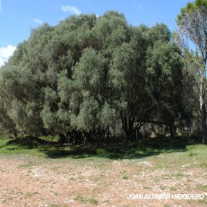 Olea europaea var. sylvestris