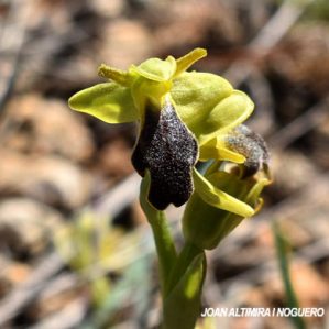 Ophrys dyris