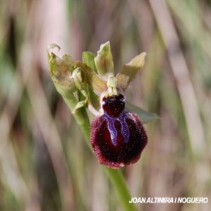 Ophrys passionis
