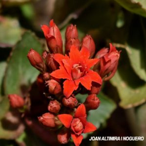 Rhipsalidopsis gaertneri