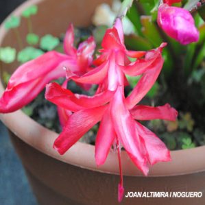 Schlumbergera truncata