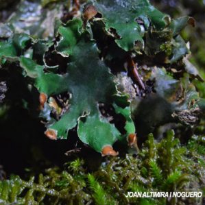 Peltigera malacea