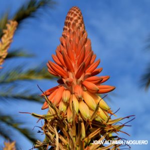 Aloe africana