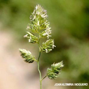 Dactylis glomerata subsp. hispanica