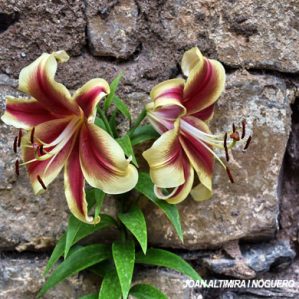 Lilium nepalense