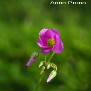 Oxalis latifolia