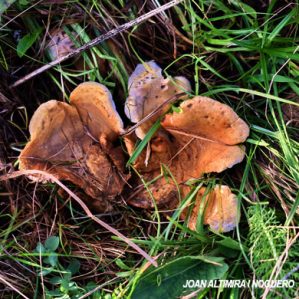 Paxillus panuoides
