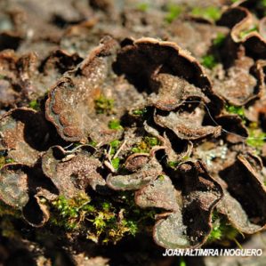 Peltigera lepidophora