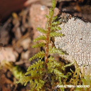 Pleurozium schreberi