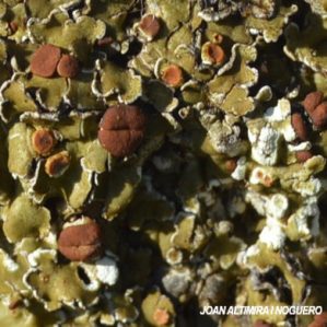 Psora testacea