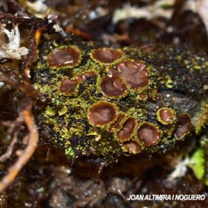 Psoroma hipnorum