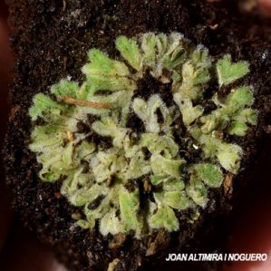 Riccia ciliata