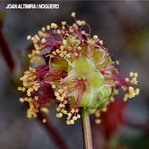 Poterium sanguisorba subsp. sanguisorba