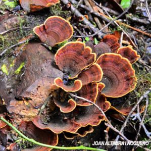 Stereum insignitum