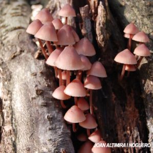 Mycena haematopus