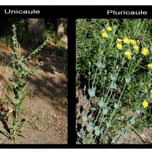 Pluricaule