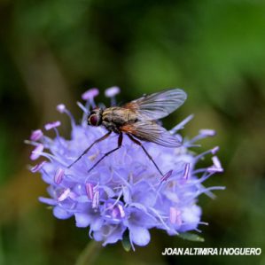 Helina impuncta