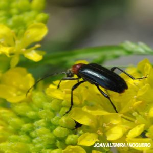 Dinoptera collaris