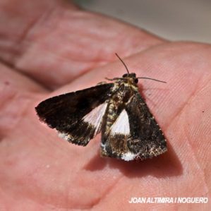 Aedia leucomelas