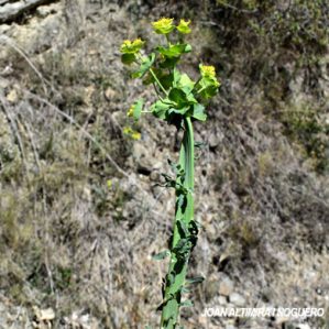 Anomalia 64 (Euphorbia serrata)