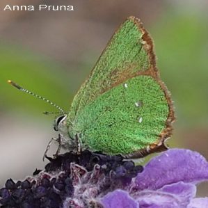Callophrys rubi