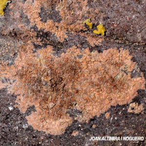 Caloplaca rubelliana