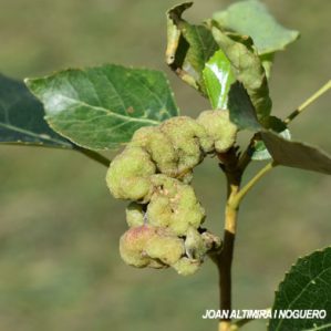 Camarotoscena speciosa