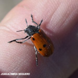 Lachnaia pubescens
