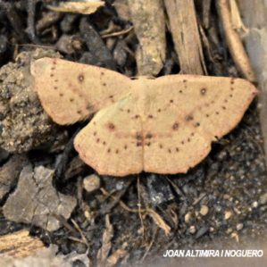 Cyclophora albipunctata