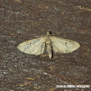 Eupithecia absinthiata