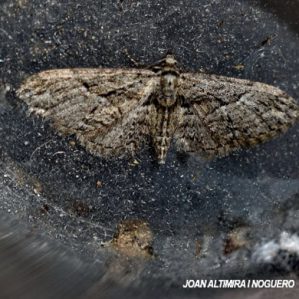 Eupithecia extraversata