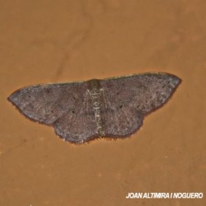 Idaea eugeniata
