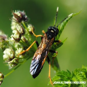 Tenthredo albicornis