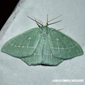 Hemistola chrysoprasaria