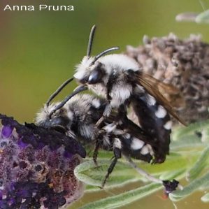 Melecta luctuosa