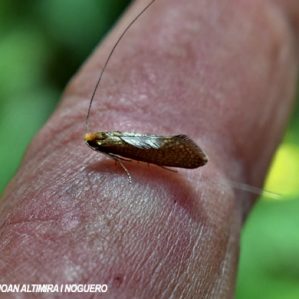 Nematopogon adansoniella