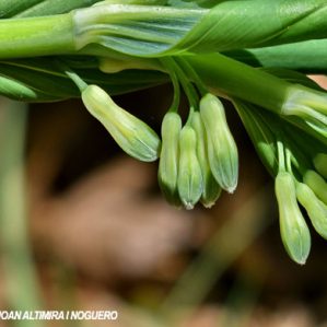 Polygonatum multiflorum