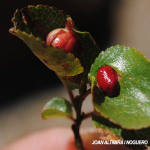 Euura reticulatae