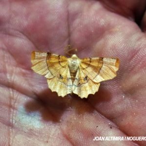 Selenia dentaria