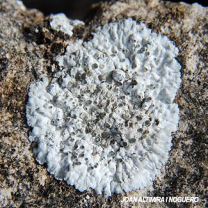 Solenopsora candicans