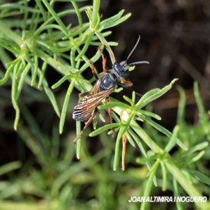 Sphex ichneumoneus