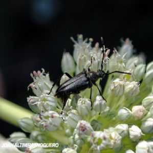 Stictoleptura scutellata