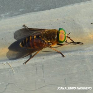 Tabanus sudeticus