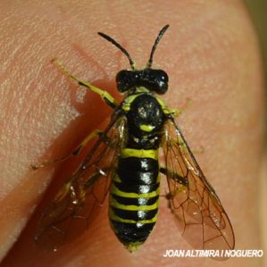 Tenthredo arcuata