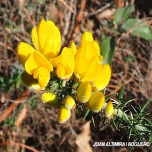 Ulex europaeus