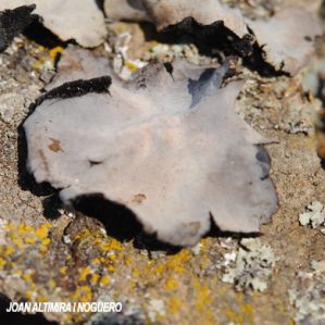 Umbilicaria vellea