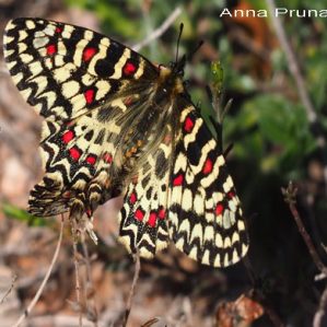 Zerynthia rumina