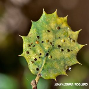 Asterodiaspis ilicicola