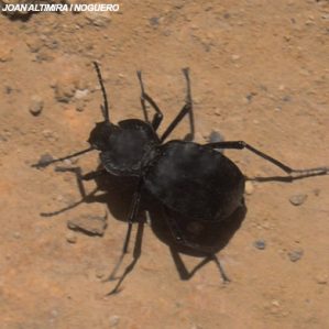 Akis acuminata
